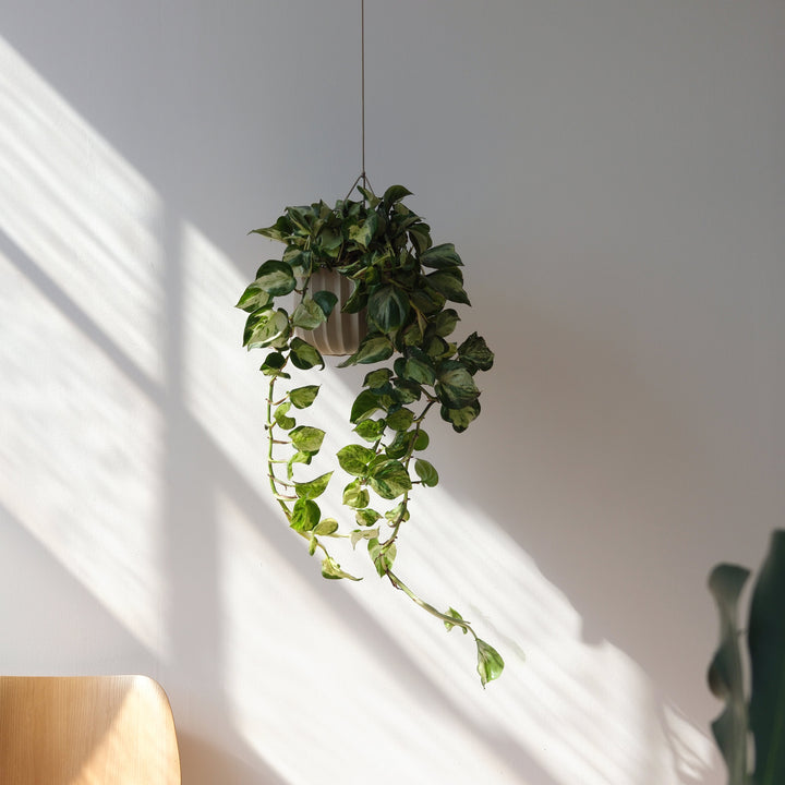 Wrap Planter - 4 sizes