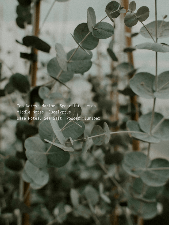 Marine Eucalyptus + Juniper Release Wellness Candle