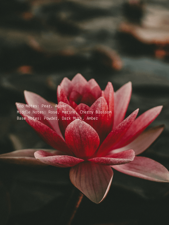 Pear + Cherry Blossom Lotus Wellness Candle